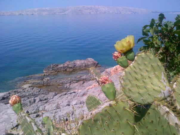 Bozica Senj